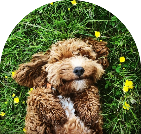 Puppy in Grass
